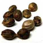 Семена марихуаны АК-47  (Seeds AK-47) в Белорецке